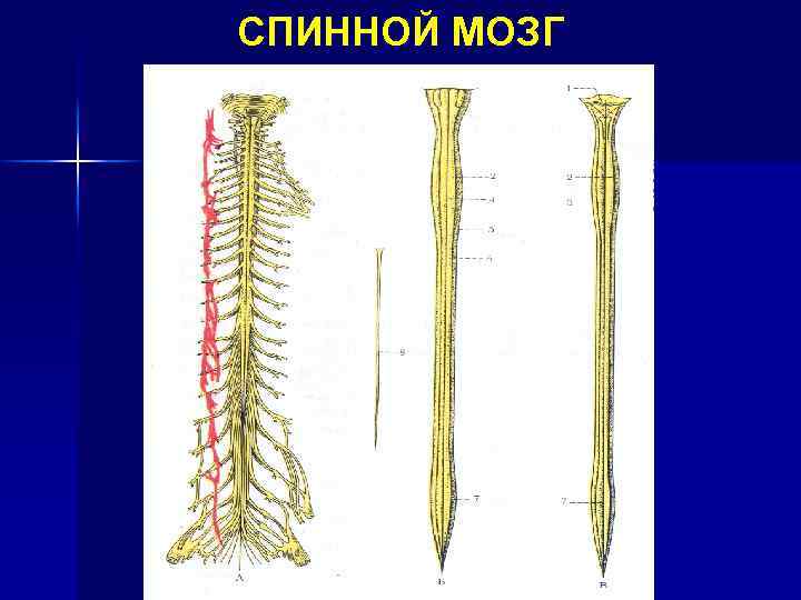 СПИННОЙ МОЗГ 