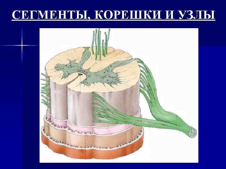 СЕГМЕНТЫ, КОРЕШКИ И УЗЛЫ 