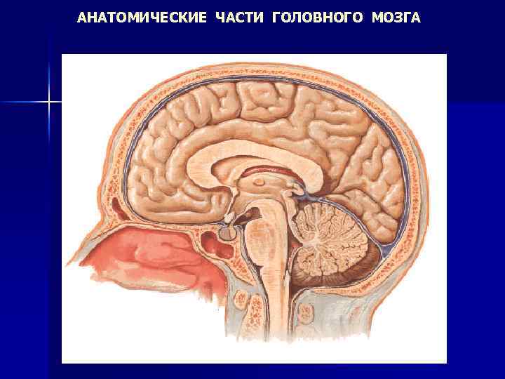 АНАТОМИЧЕСКИЕ ЧАСТИ ГОЛОВНОГО МОЗГА 