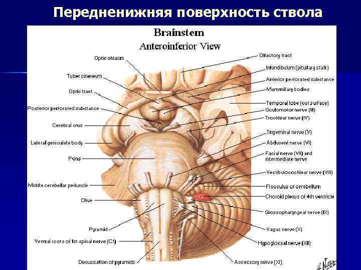  Передненижняя поверхность ствола 