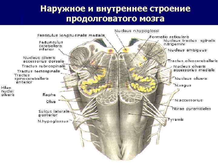 Какое строение имеет продолговатый мозг. Наружное строение продолговатого мозга. Наружное строение продолговатого мозга анатомия. Внутреннее строение продолговатого мозга ядра. Внешнее строение продолговатого мозга.