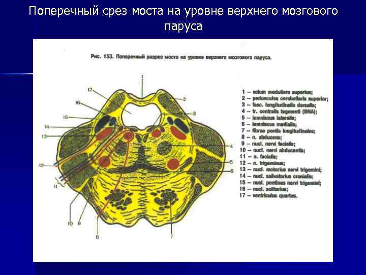 Варолиев мост рисунок