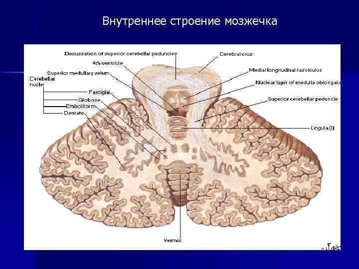 Внутреннее строение мозжечка 