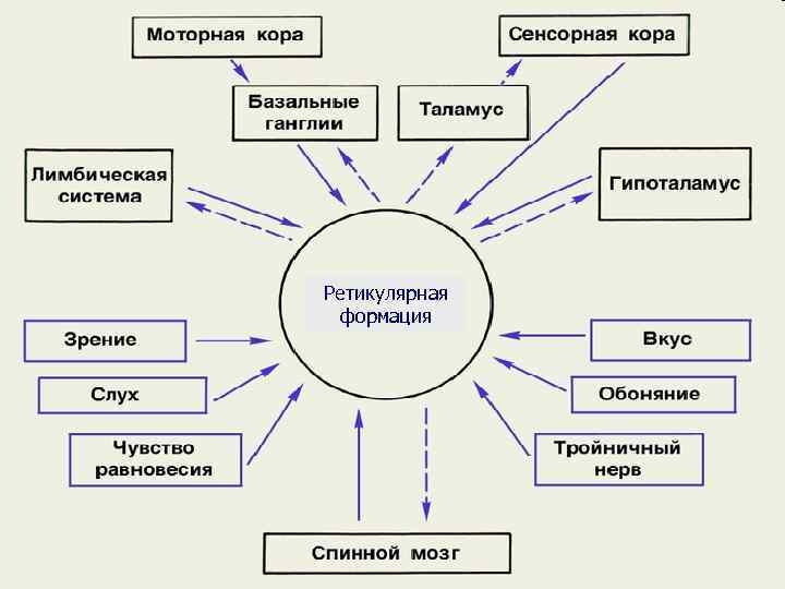 Ретикулярная формация 