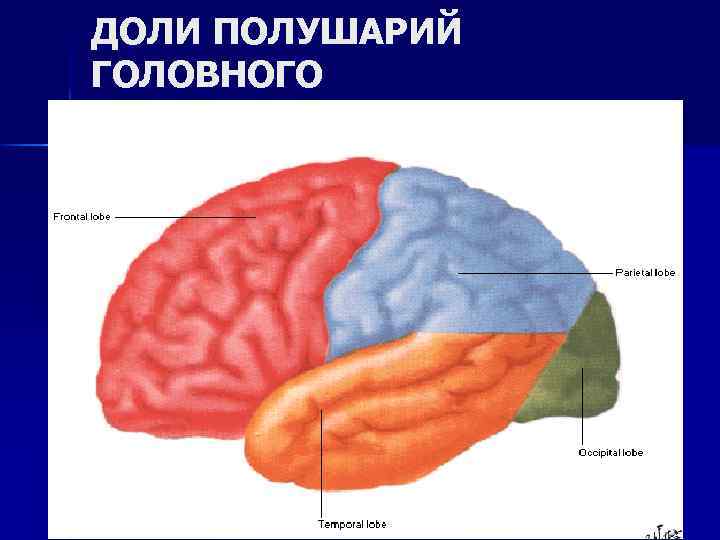 ДОЛИ ПОЛУШАРИЙ ГОЛОВНОГО МОЗГА 