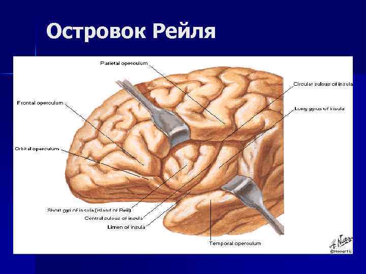 Островок Рейля 