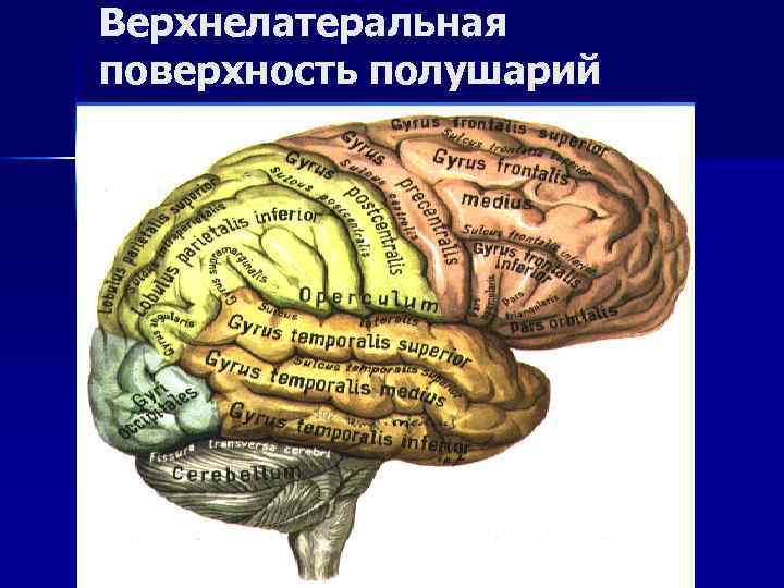 Верхнелатеральная поверхность полушарий головного мозга 