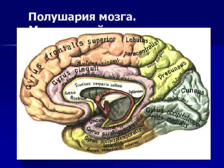 Полушария мозга. Медиальный разрез 