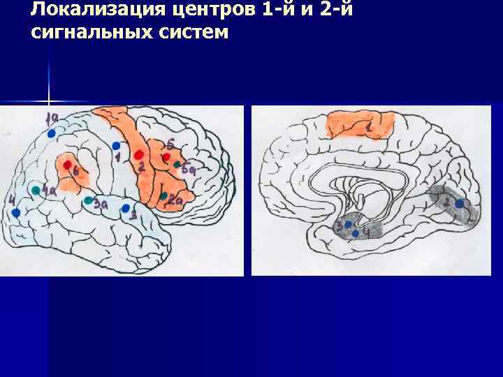 2 типа сигнальных систем. Локализация второй сигнальной системы. Локализация функций II сигнальной системы. Сигнальные системы. Центры 1 сигнальной системы.