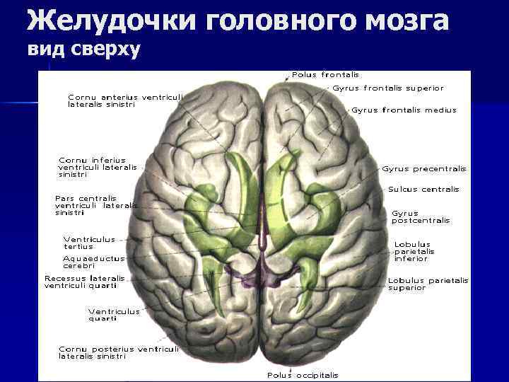 Желудочки в мозгах. Большие полушария головного мозга желудочки мозга. Левый боковой желудочек головного мозга. Боковые желудочки большого мозга. Головной мозг вид сверху.