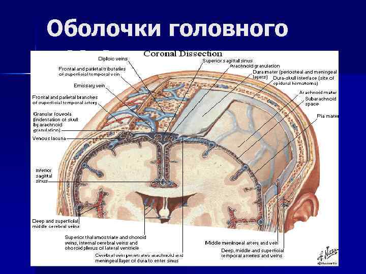 Мягкая оболочка