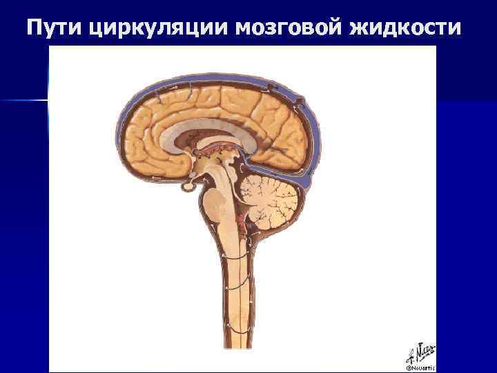 Пути циркуляции мозговой жидкости 