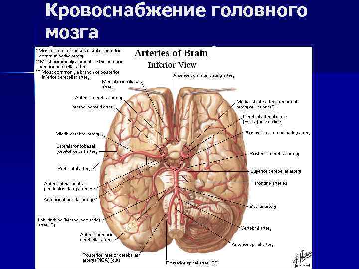 Кровоснабжение головного мозга (основание мозга) 