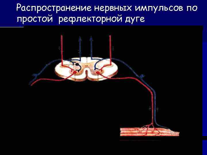 Распространение нервных импульсов по простой рефлекторной дуге 