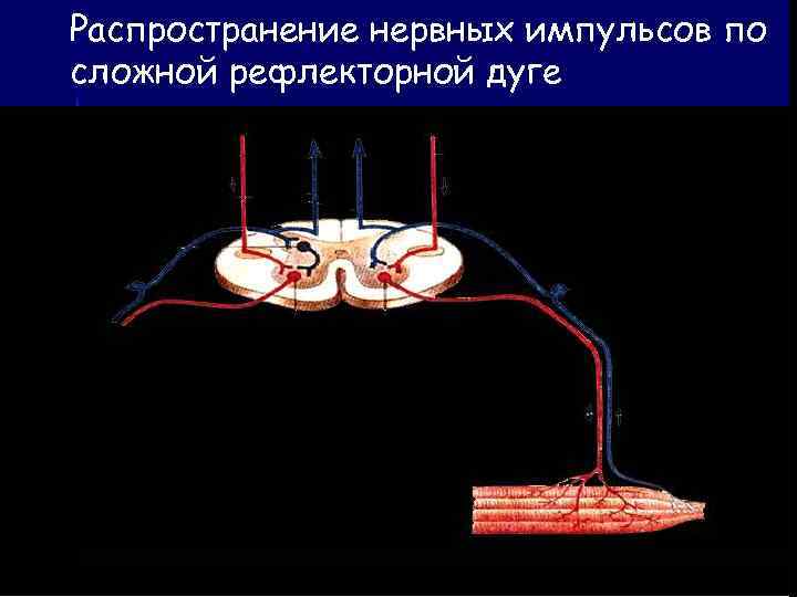 Распространение нервных импульсов по сложной рефлекторной дуге 