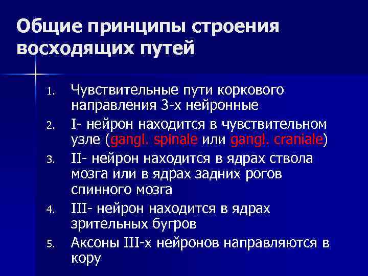 Общие принципы строения восходящих путей 1. 2. 3. 4. 5. Чувствительные пути коркового направления