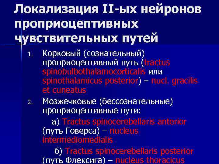 Локализация II-ых нейронов проприоцептивных чувствительных путей Корковый (сознательный) проприоцептивный путь (tractus spinobulbothalamocorticalis или spinothalamicus