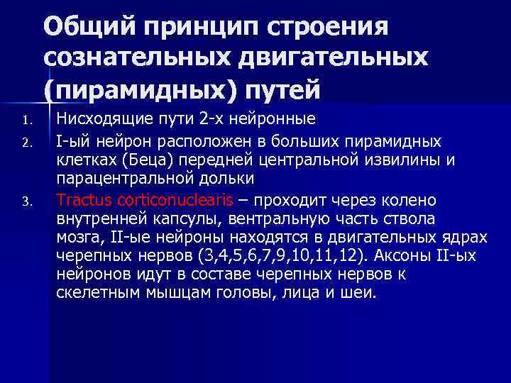 Общий принцип строения сознательных двигательных (пирамидных) путей 1. 2. 3. Нисходящие пути 2 -х