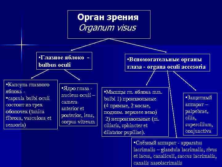  Орган зрения Organum visus • Глазное яблоко bulbus oculi • Капсула глазного яблока