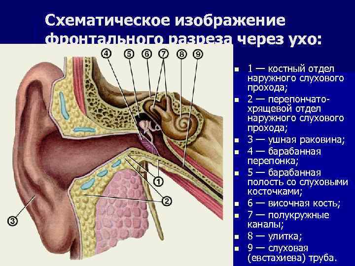 Схематическое изображение фронтального разреза через ухо: n n n n n 1 — костный