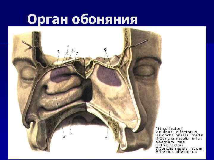 Орган обоняния 