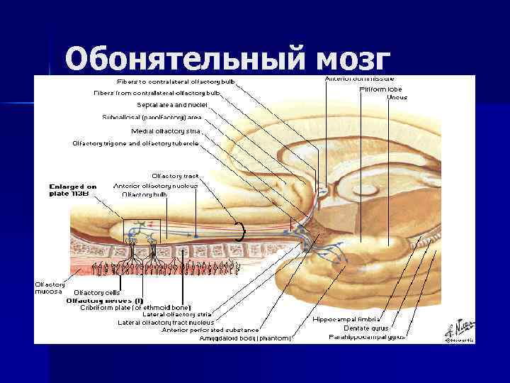 Обонятельный мозг 