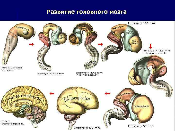 Развитие головного мозга 