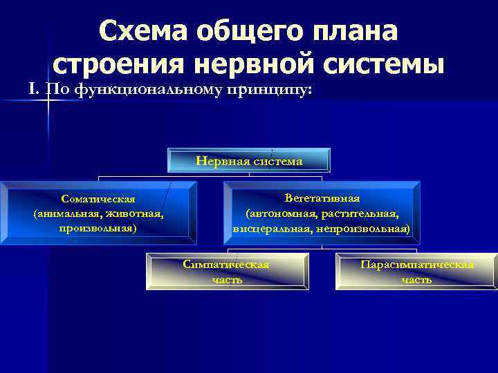 Схема общего плана строения нервной системы I. По функциональному принципу: Нервная система Соматическая (анимальная,