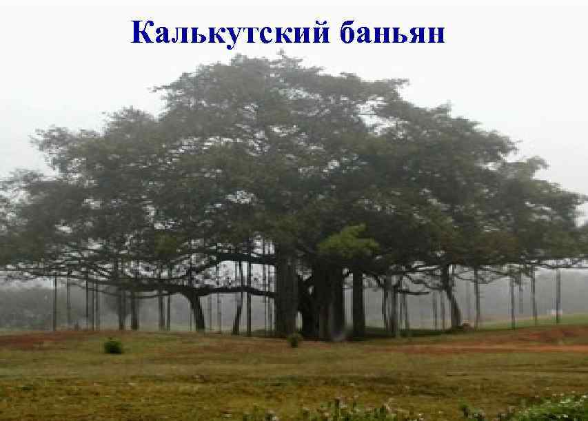 Калькутский баньян 