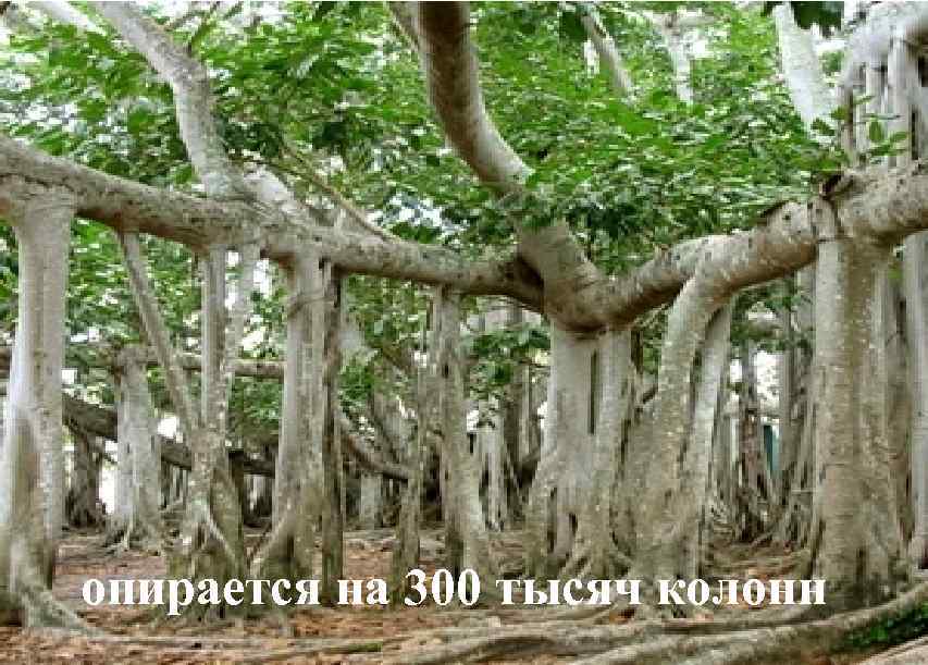 опирается на 300 тысяч колонн 