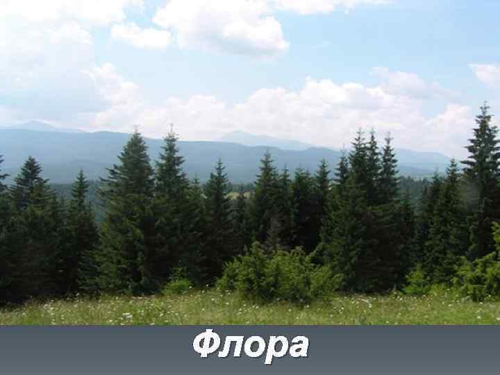 Флора 