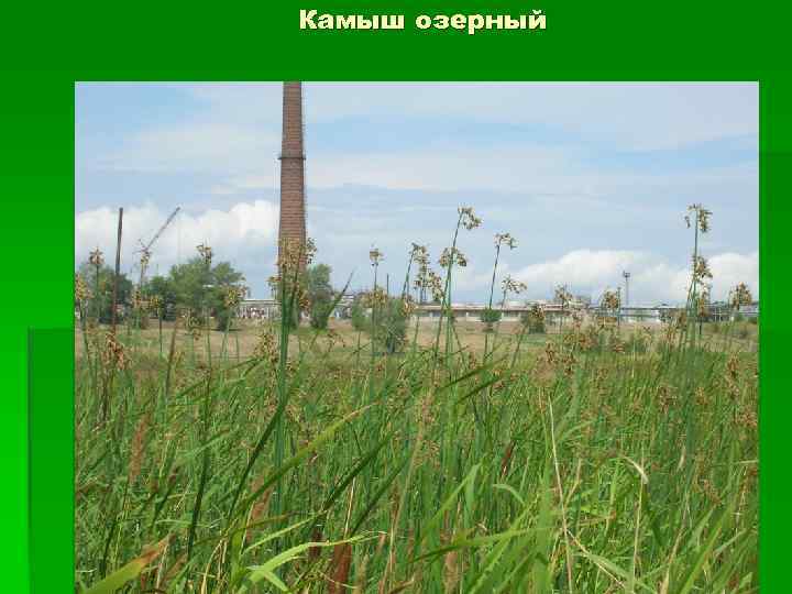Камыш озерный 