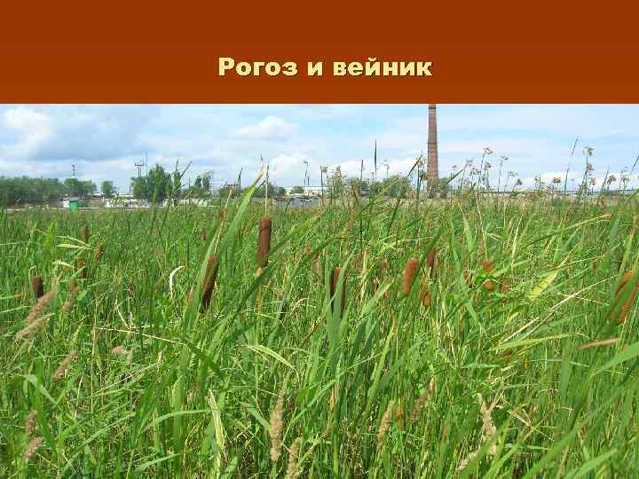 Рогоз и вейник 