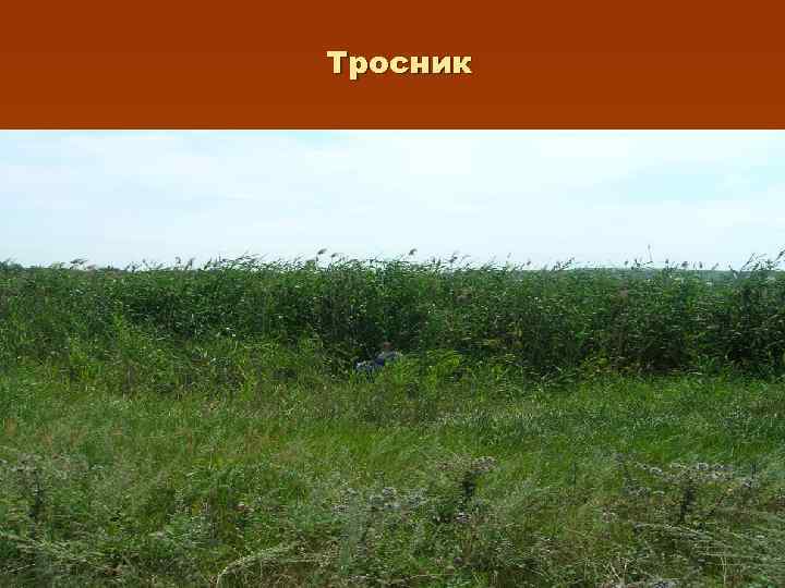 Тросник 