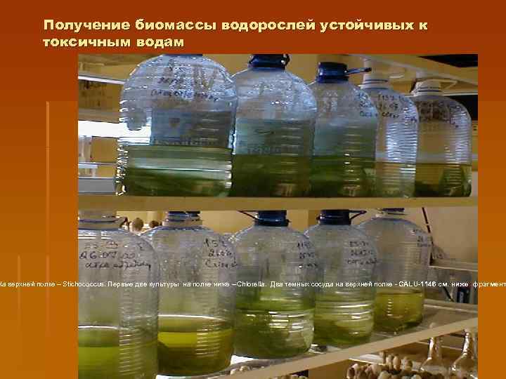 Получение биомассы водорослей устойчивых к токсичным водам На верхней полке – Stichococcus. Первые две