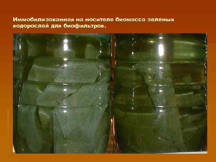 Иммобилизованная на носителе биомасса зеленых водорослей для биофильтров. 