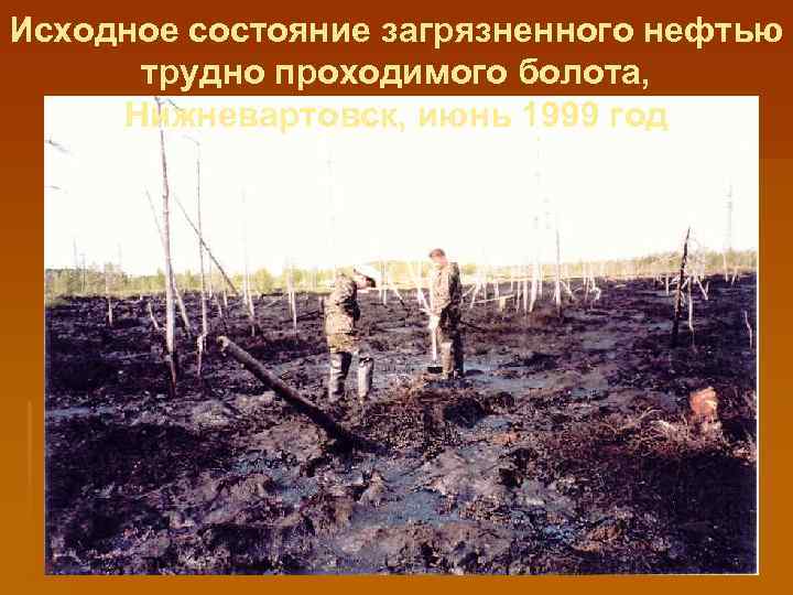Исходное состояние загрязненного нефтью трудно проходимого болота, Нижневартовск, июнь 1999 год 