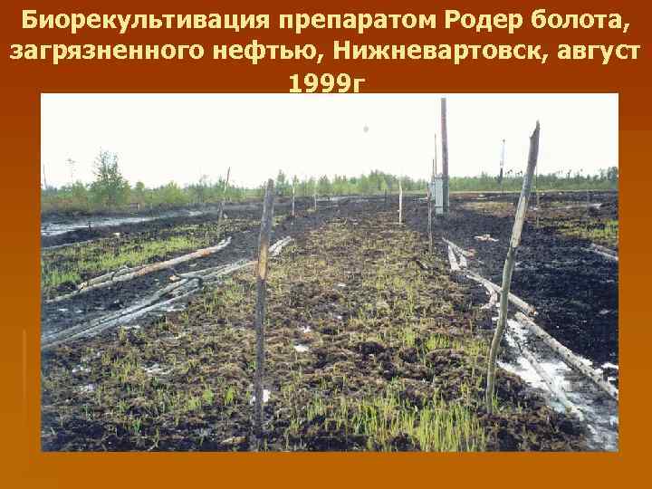 Биорекультивация препаратом Родер болота, загрязненного нефтью, Нижневартовск, август 1999 г 
