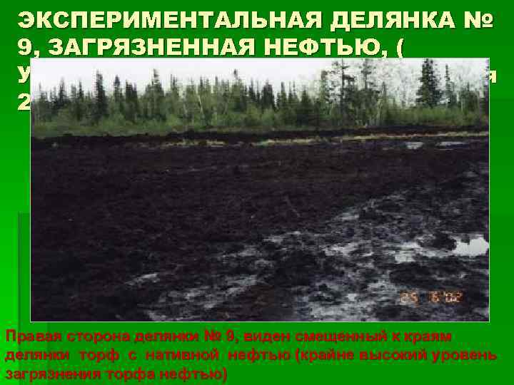 ЭКСПЕРИМЕНТАЛЬНАЯ ДЕЛЯНКА № 9, ЗАГРЯЗНЕННАЯ НЕФТЬЮ, ( УЧАСТОК № 20, УСИНСК), 26 июня 2002