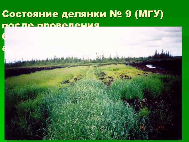Состояние делянки № 9 (МГУ) после проведения биорекультивационных работ, 15 августа 2003 г 