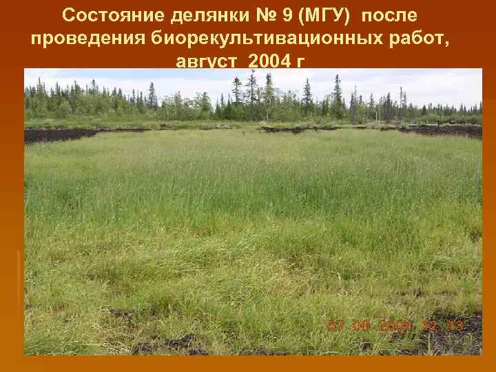 Состояние делянки № 9 (МГУ) после проведения биорекультивационных работ, август 2004 г 