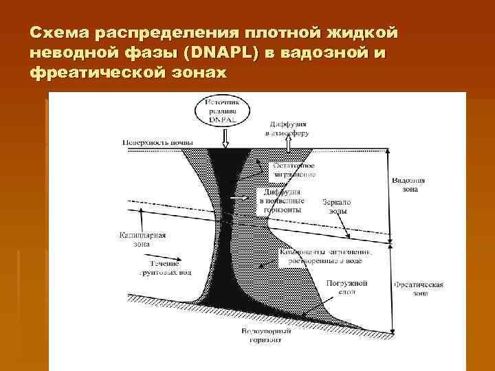 Схема распределения плотной жидкой неводной фазы (DNAPL) в вадозной и фреатической зонах 