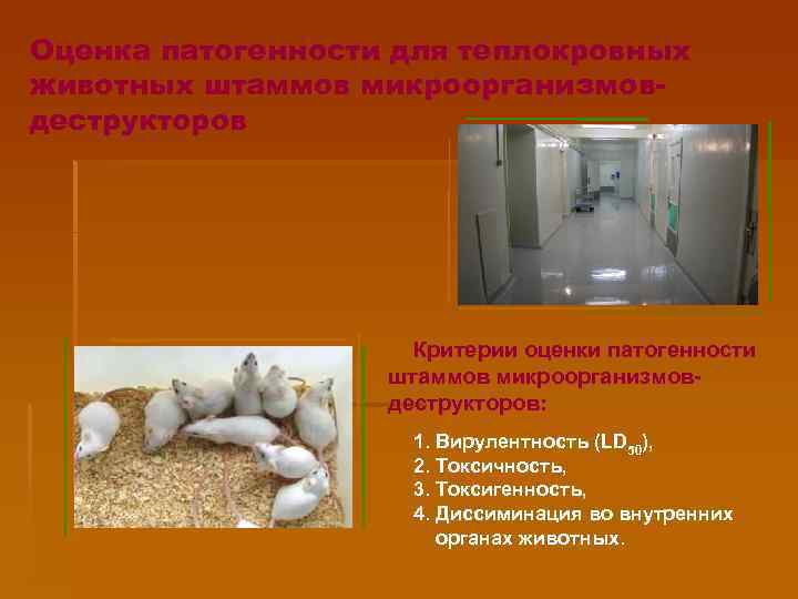 Оценка патогенности для теплокровных животных штаммов микроорганизмовдеструкторов Критерии оценки патогенности штаммов микроорганизмовдеструкторов: 1. Вирулентность