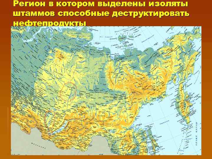 Регион в котором выделены изоляты штаммов способные деструктировать нефтепродукты 