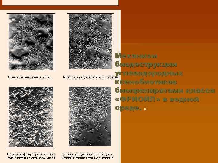 Механизм биодеструкции углеводородных ксенобиотиков биопрепаратами класса «ФРИОЙЛ» в водной среде. . 