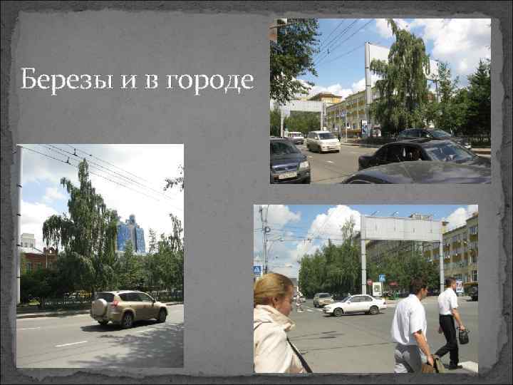 Березы и в городе 