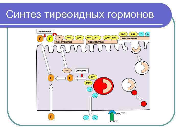 Синтез тиреоидных гормонов схема