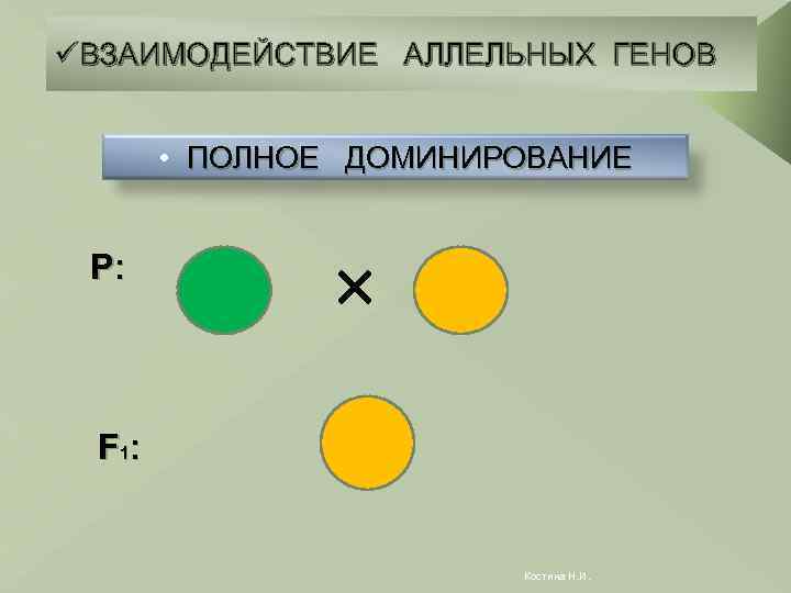 üВЗАИМОДЕЙСТВИЕ АЛЛЕЛЬНЫХ ГЕНОВ • ПОЛНОЕ ДОМИНИРОВАНИЕ P: F 1: Костина Н. И. 