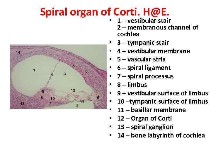 Spiral organ of Corti. H@E. • 1 – vestibular stair 2 – membranous channel