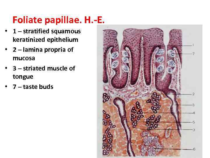 Foliate papillae. H. -E. • 1 – stratified squamous keratinized epithelium • 2 –